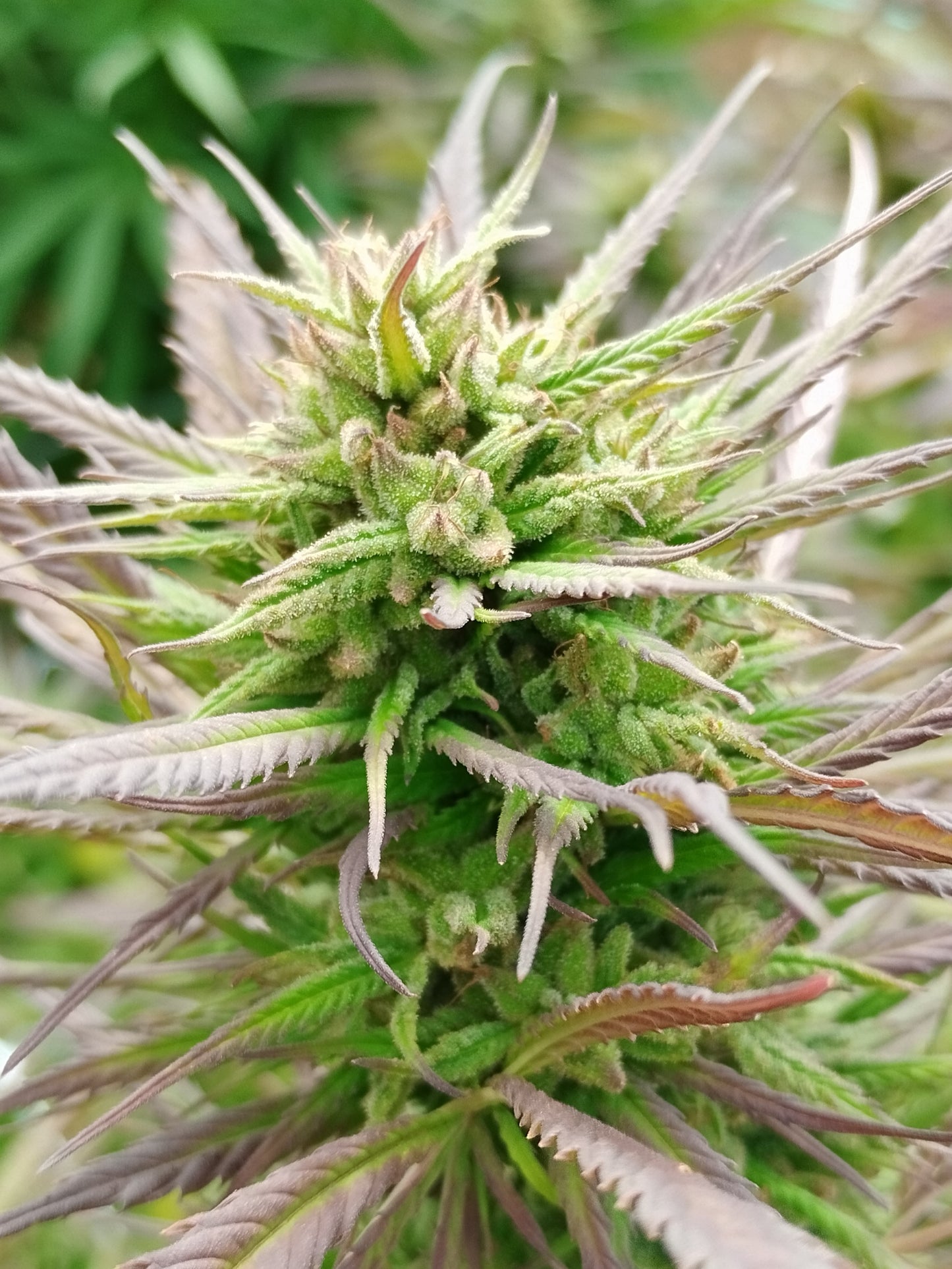 Fleurs CBD - Kompolti