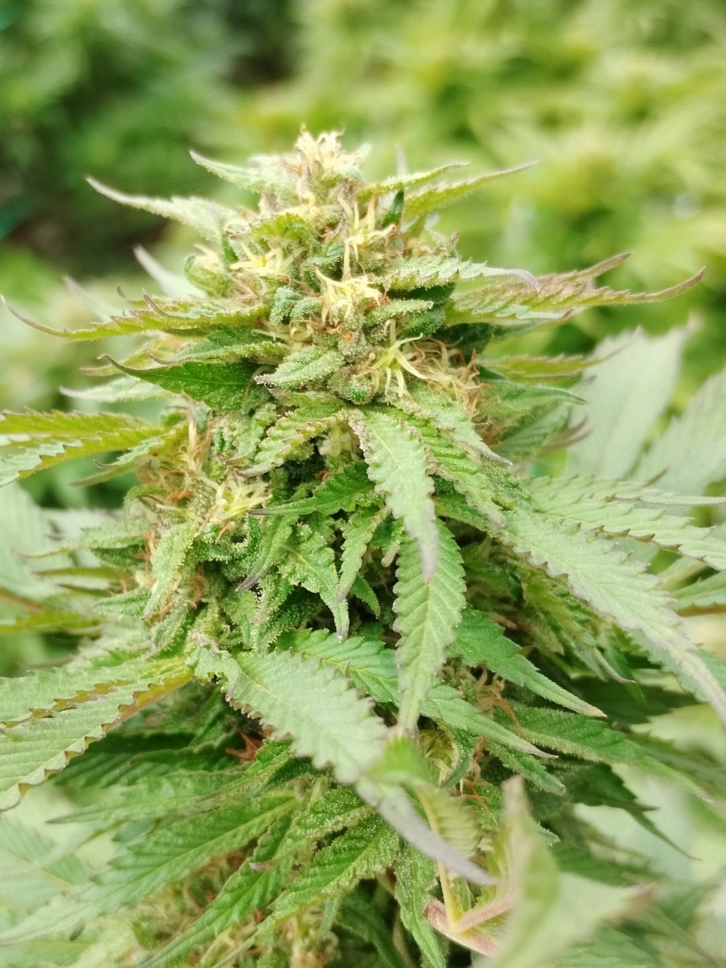 Fleurs CBD - PURE PUNCH