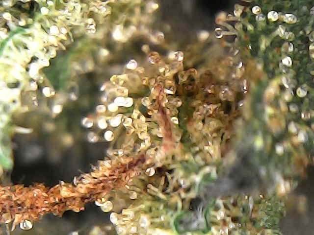 Fleurs CBD Strawberries Cake